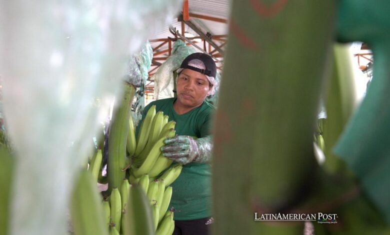 La Industria Bananera de Ecuador se Defiende Ante el Aumento de las Olas de Crimen