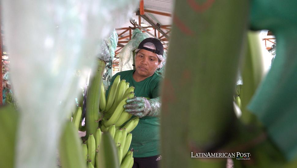 La Industria Bananera de Ecuador se Defiende Ante el Aumento de las Olas de Crimen