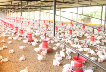 How Bird Flu is Reshaping South America’s Poultry Industry