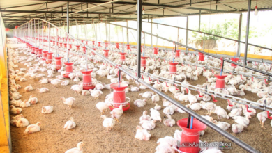 How Bird Flu is Reshaping South America’s Poultry Industry