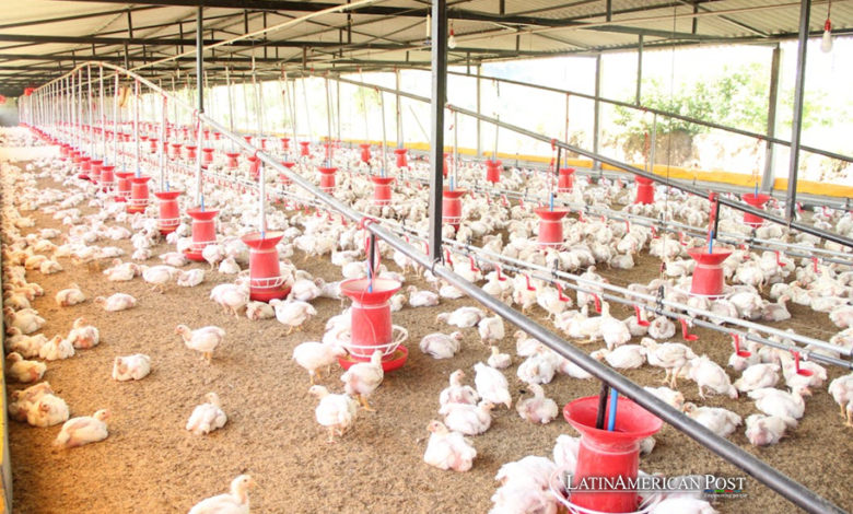 How Bird Flu is Reshaping South America’s Poultry Industry