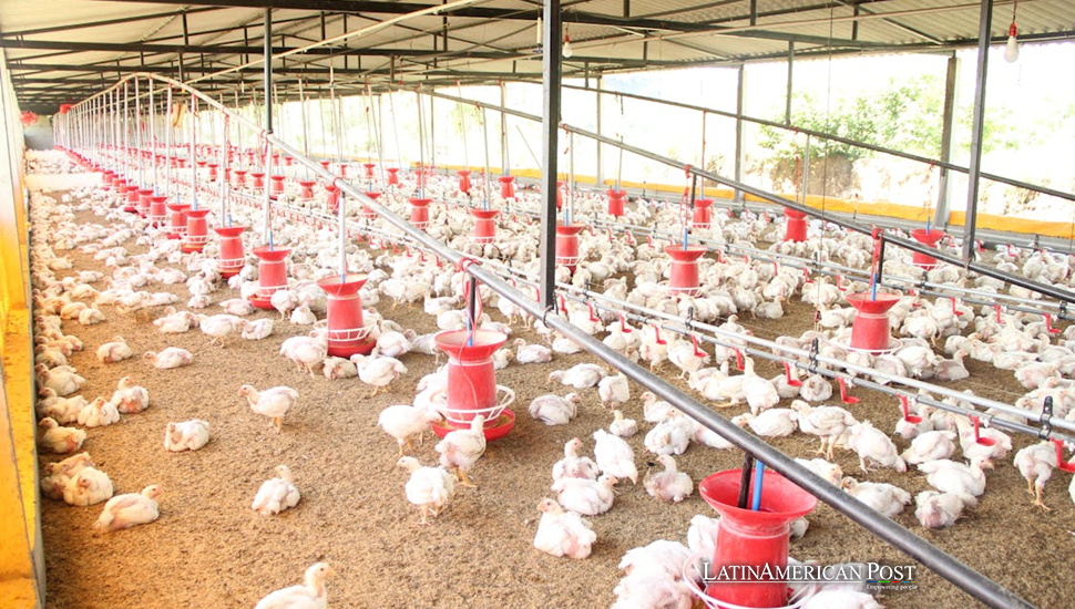 How Bird Flu is Reshaping South America’s Poultry Industry