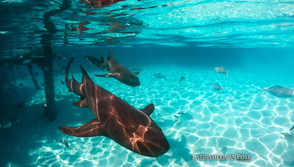 Las Bahamas protegen los océanos con un innovador acuerdo de deuda por naturaleza