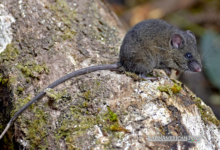 Discovering Ecuador’s Andes: New Species of Mice Found Among the Peaks