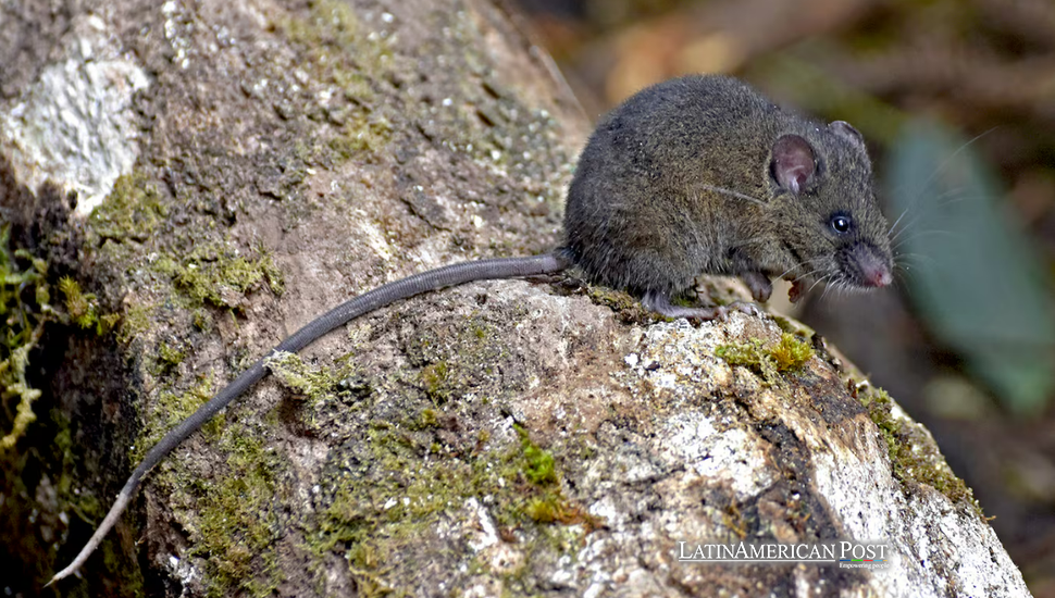 Descubriendo los Andes de Ecuador: Nuevas Especies de Ratones Encontradas en las Cumbres