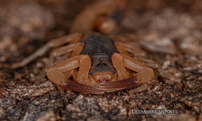 Living Through Brazil’s Urban Scorpion Crisis