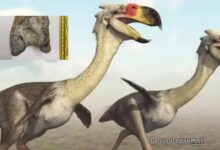 Colombia’s Prehistoric Terror Bird of Tatacoa