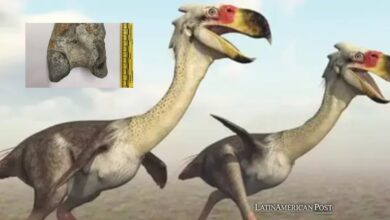 Colombia’s Prehistoric Terror Bird of Tatacoa