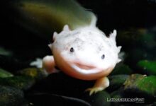 Mexico’s Fight to Save Axolotls from Extinction Deepens