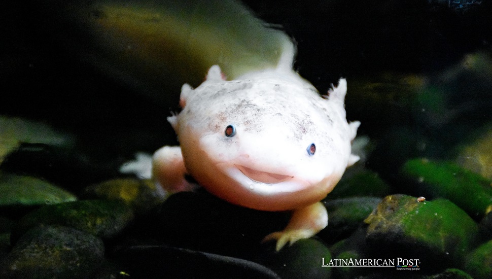 Mexico’s Fight to Save Axolotls from Extinction Deepens