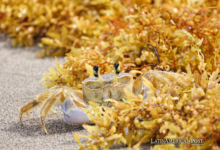 Caribbean’s Green Revolution Turning Seaweed into Fuel