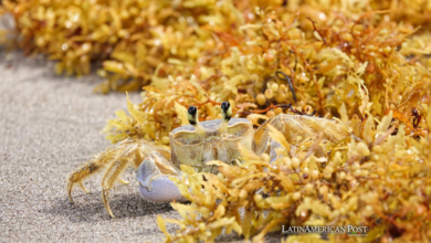 Caribbean’s Green Revolution Turning Seaweed into Fuel