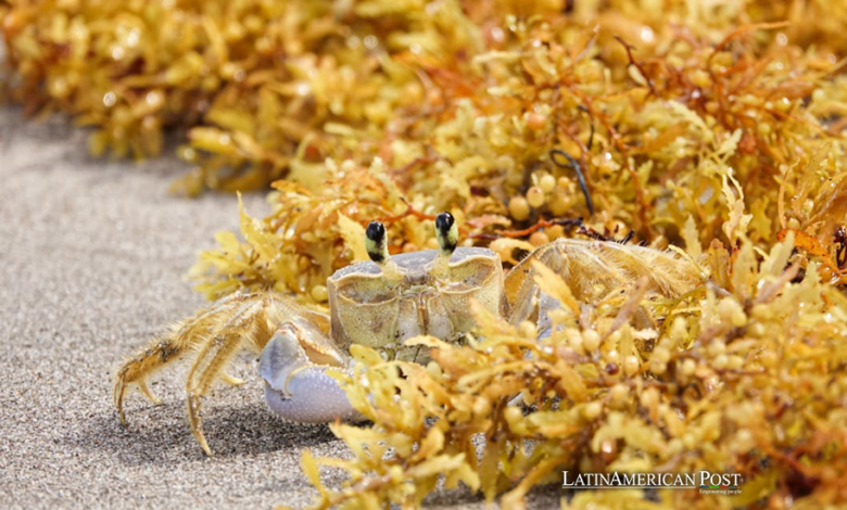 Caribbean’s Green Revolution Turning Seaweed into Fuel