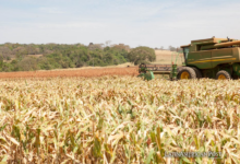 El maíz antiguo en Brasil desafía la teoría sobre los orígenes de la domesticación