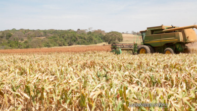 El maíz antiguo en Brasil desafía la teoría sobre los orígenes de la domesticación