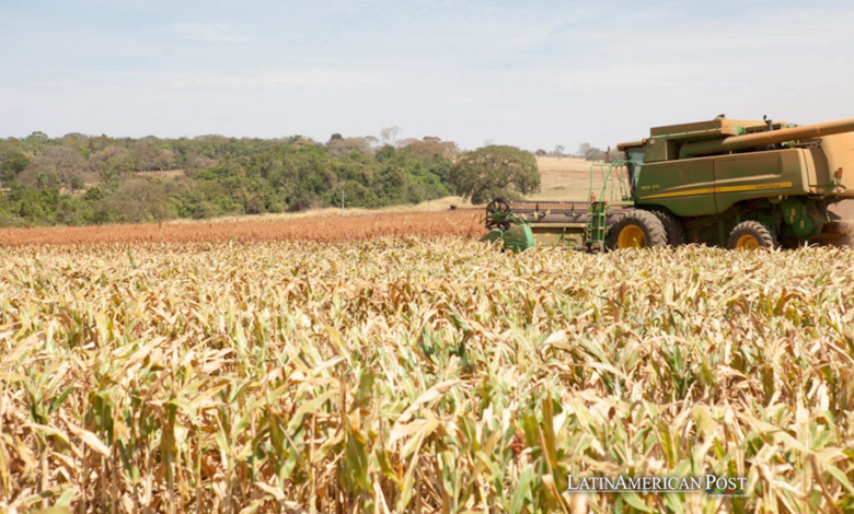 Ancient Maize in Brazil Challenges Domestication Origins Theory