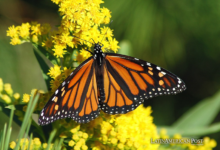 Mexico Battles to Save Monarch Butterflies as Climate Warms