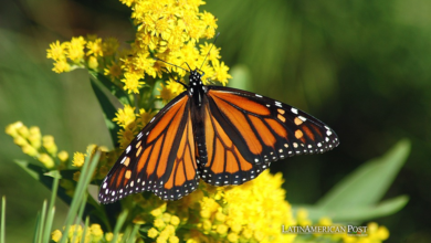 México lucha por salvar a las mariposas monarca mientras el clima se calienta