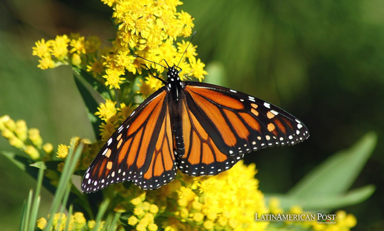 México lucha por salvar a las mariposas monarca mientras el clima se calienta