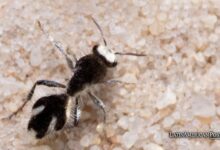 Brazil’s Velvet Ant Unveils Nature’s Ultra-Black Wonders