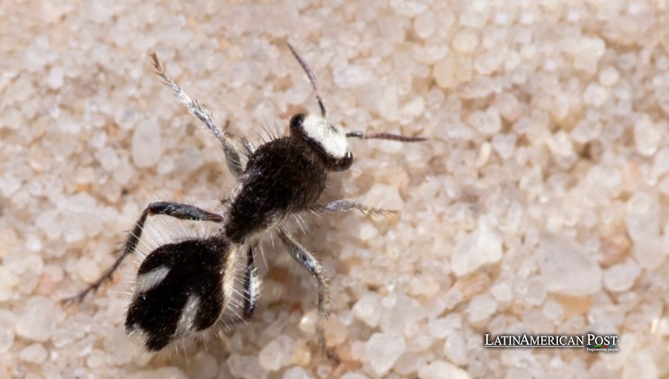 La hormiga de terciopelo de Brasil revela las maravillas ultranegras de la naturaleza