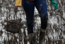 Colombia’s Mangrove Women Forge Tradition and Sustainability