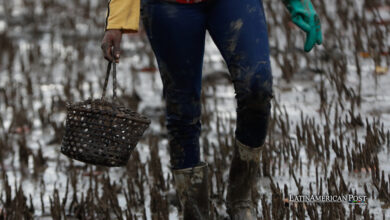 Mujeres del Manglar de Colombia Forjan Tradición y Sostenibilidad