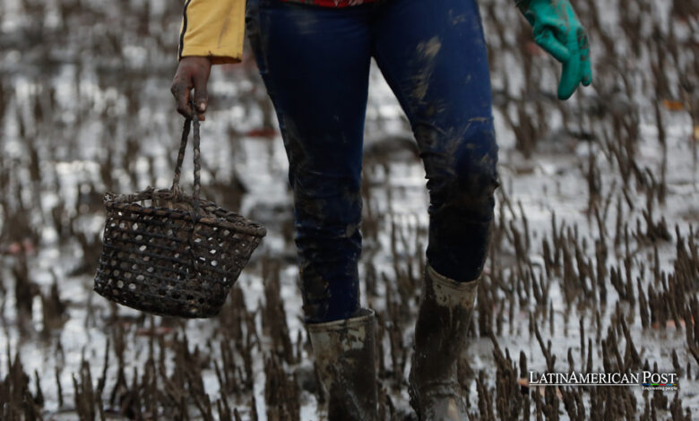 Mujeres del Manglar de Colombia Forjan Tradición y Sostenibilidad