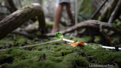 Ecuador’s Galápagos Mangroves in Danger Despite Conservation Efforts