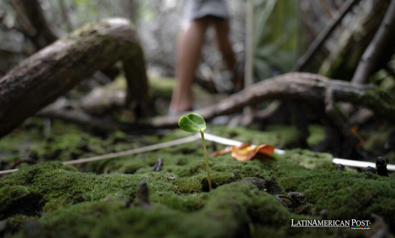 Ecuador’s Galápagos Mangroves in Danger Despite Conservation Efforts