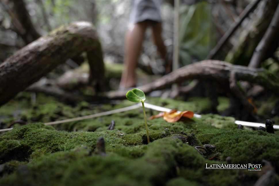 Ecuador’s Galápagos Mangroves in Danger Despite Conservation Efforts