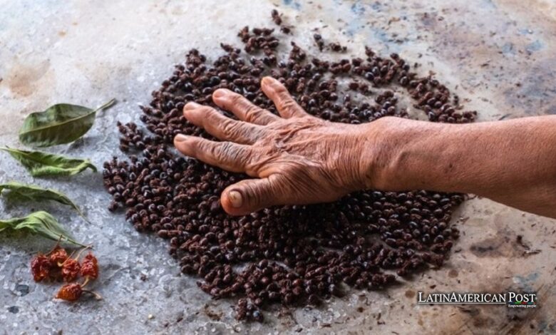 Mexico’s Gourmet Ant Trend Sparks Global Culinary Fascination