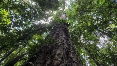 Tecnología de sensores acústicos para proteger la biodiversidad de la Amazonia brasileña.