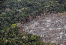 Brazil’s reaffirms Partnership to Restore Deforested Amazon