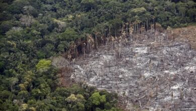 Brasil reafirma alianza para restaurar la Amazonía deforestada