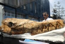 Peru Unearths Ancient Relative of Great White Shark