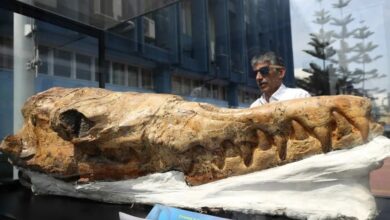 Peru Unearths Ancient Relative of Great White Shark