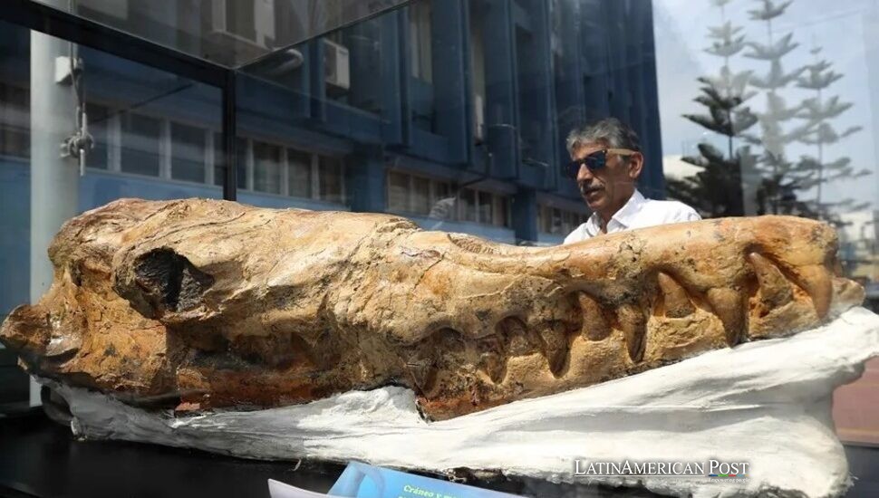 Perú descubre un antiguo pariente del gran tiburón blanco