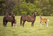 Argentina Pionera en la Modificación Genética en la Cría de Caballos