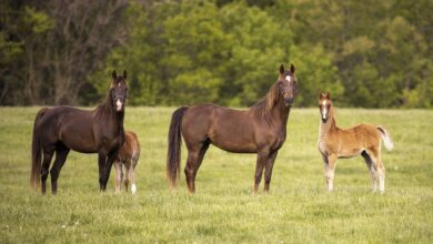 Argentina Pionera en la Modificación Genética en la Cría de Caballos