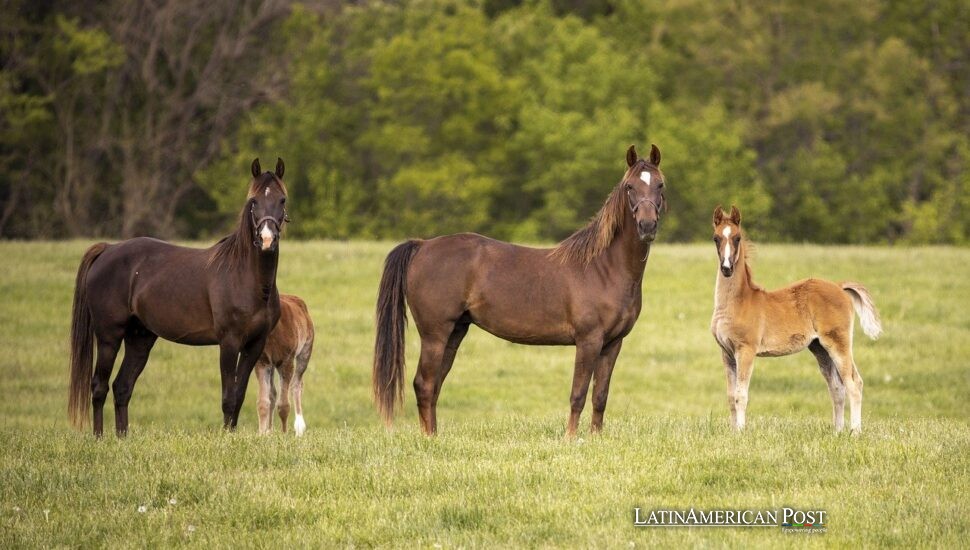 Argentina Pioneers Genetic Modification in Horse Breeding