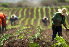 Legal Visas Bring Guatemalan Farmworkers to U.S. Harvesting Opportunities