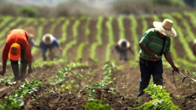 Visas Legales Traen Trabajadores Agrícolas Guatemaltecos a Oportunidades de Cosecha en EE.UU.