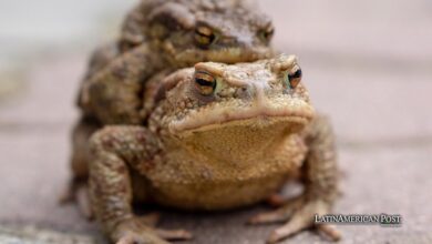 Amazon Frog’s Shocking Mating Strategy Highlights Evolutionary Advantage