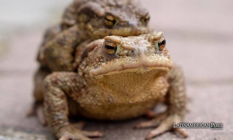 Amazon Frog’s Shocking Mating Strategy Highlights Evolutionary Advantage