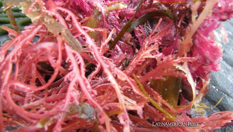 Uruguay Takes Bold Steps Against Harmful Red Tide