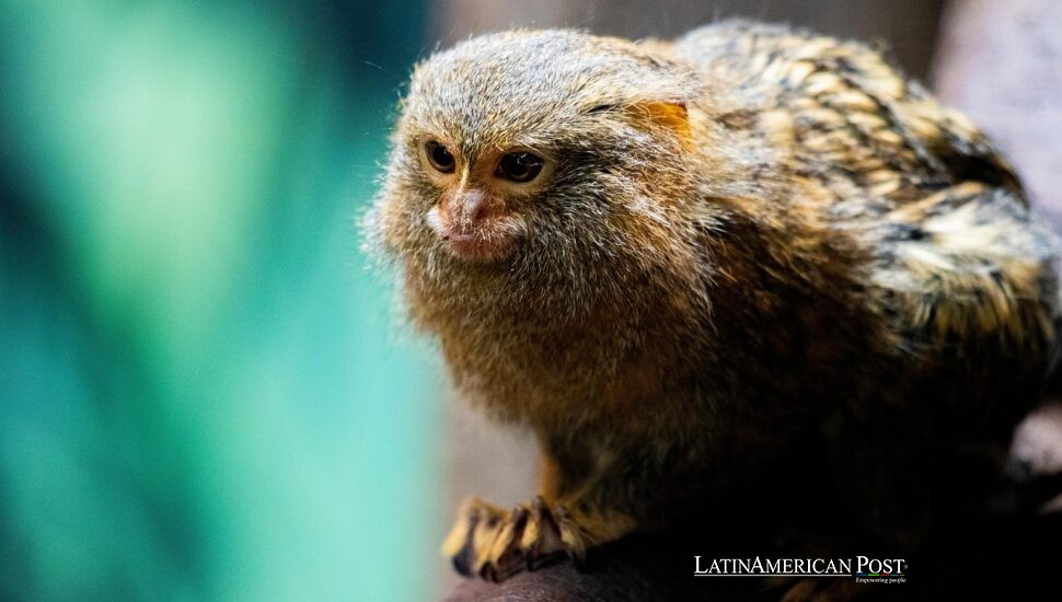 Ecuador: Los Pequeños Monos de la Selva Enfrentan Futuros Inciertos