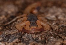 Colombia's Startling New Venom-Spraying Scorpion