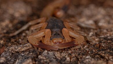 Colombia's Startling New Venom-Spraying Scorpion