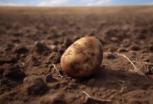 South American Potato Pathogen Spurs Origin of Irish Famine